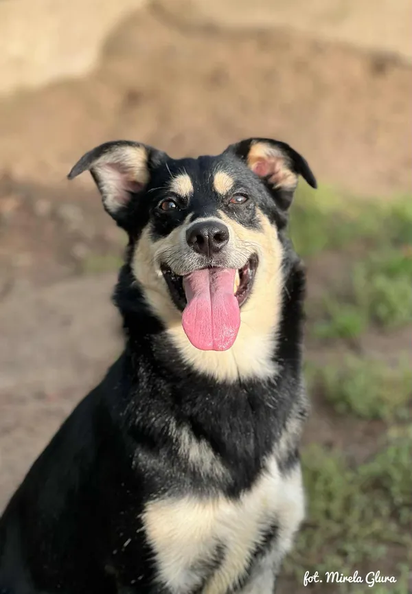 Pies do adopcji, Bydgoszcz, 21 września 2025 (5/5)