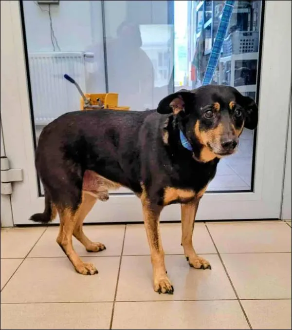 Znaleziono psa, Grudziądz, 20 września 2025