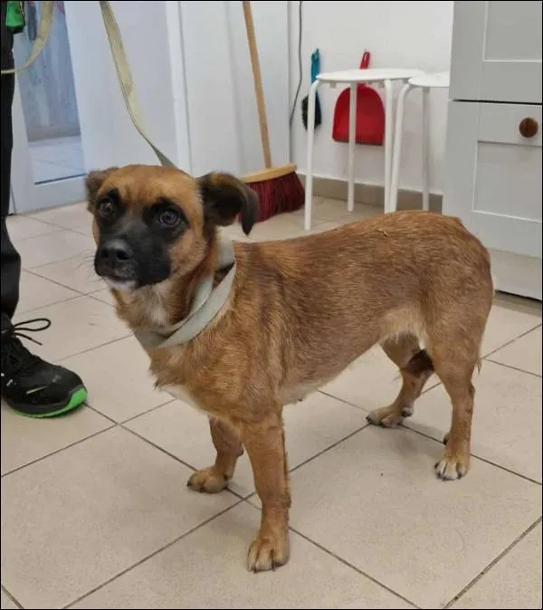 Znaleziono psa, Grudziądz, 20 września 2025