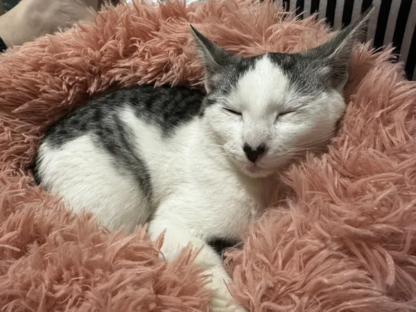 Zaginął kot, Łódź, 20 września 2025