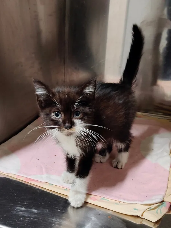 Kot do adopcji, Włocławek, 20 września 2025 (1/3)