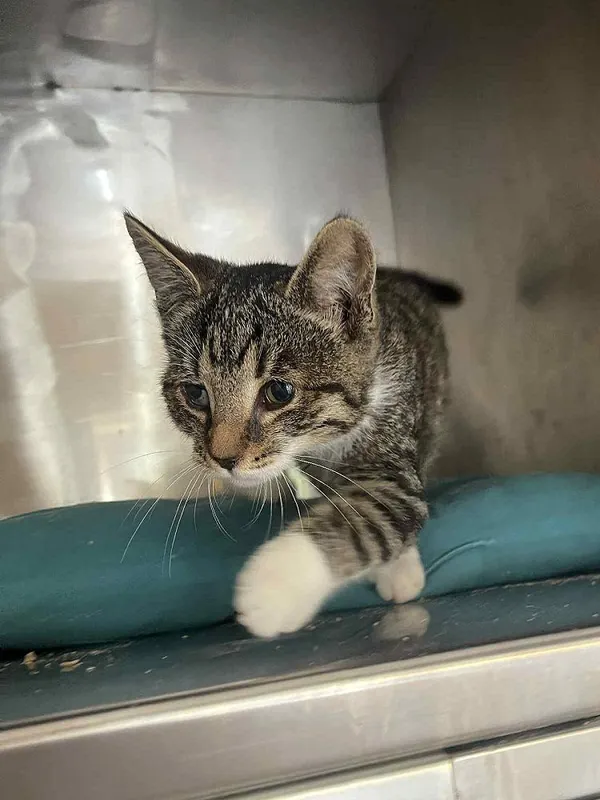 Kot do adopcji, Włocławek, 19 września 2025 (2/2)