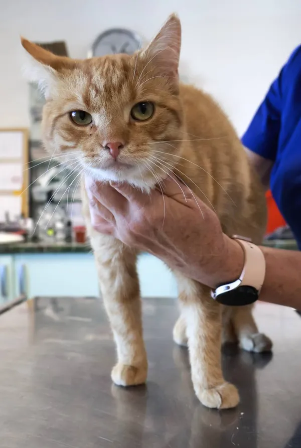 Znaleziono kota, Łódź, 20 września 2025 (2/2)