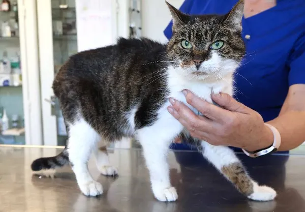 Znaleziono kota, Łódź, 20 września 2025 (1/2)