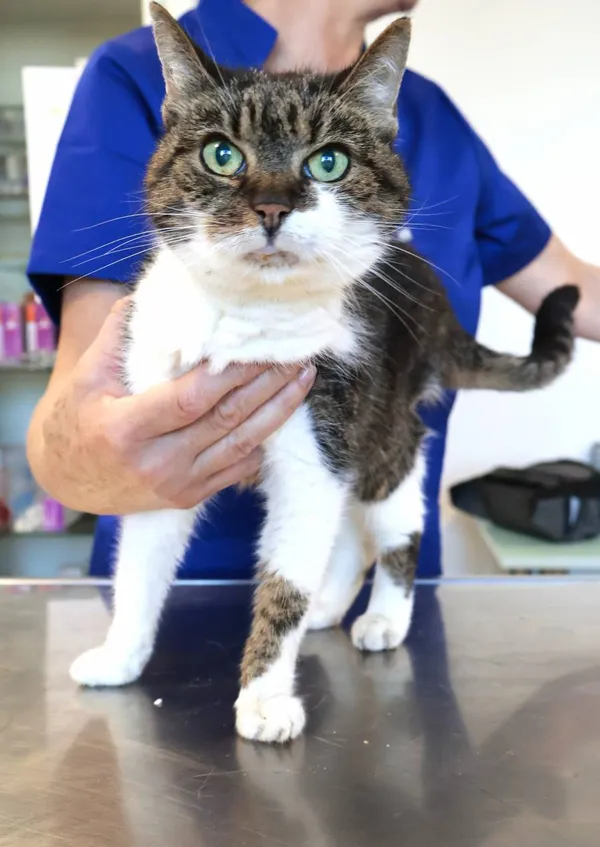 Znaleziono kota, Łódź, 20 września 2025 (2/2)