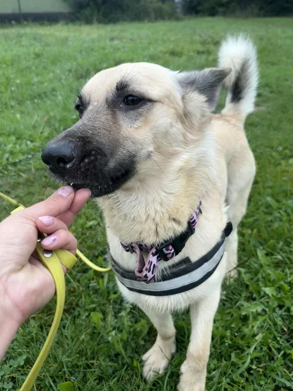 Znaleziono psa, Żywiec, 22 września 2025 (3/5)