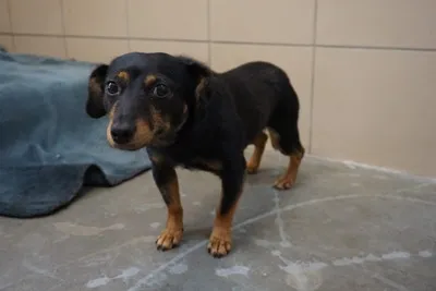 Pies do adopcji, Kraków, 7 września 2025