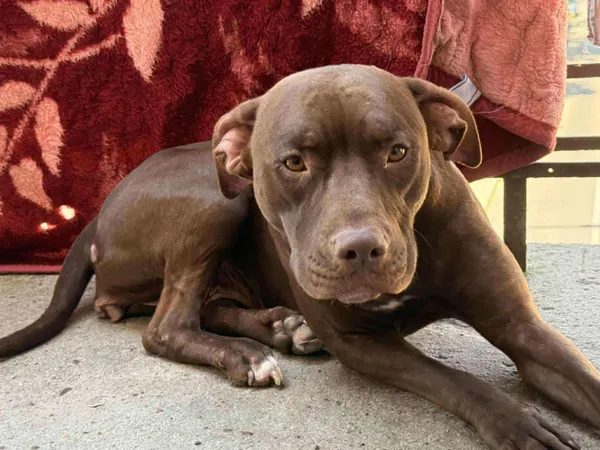 Zaginął pies, Warszawa, Saska Kępa, 22 września 2025 (1/2)