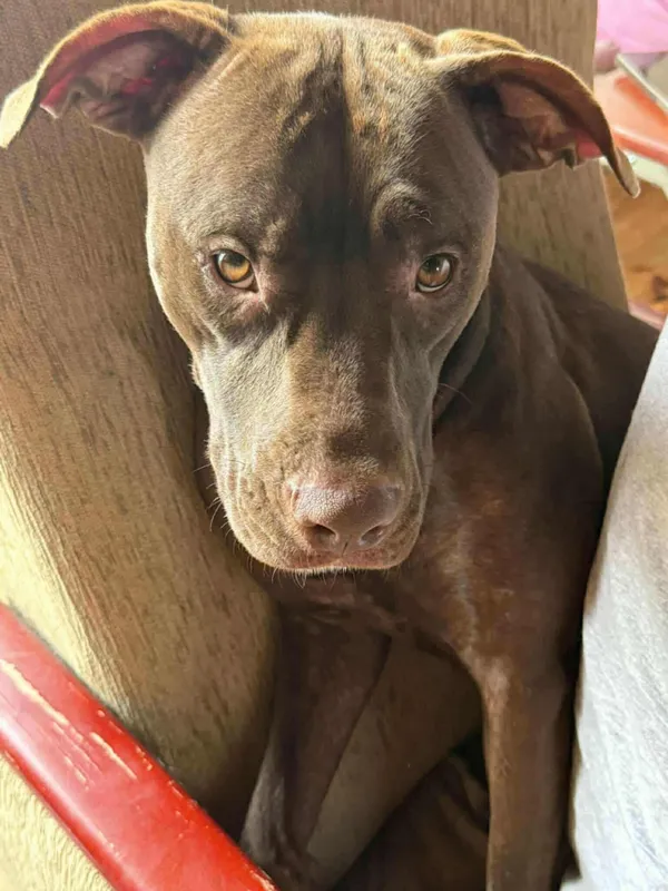 Zaginął pies, Warszawa, Saska Kępa, 22 września 2025 (2/2)