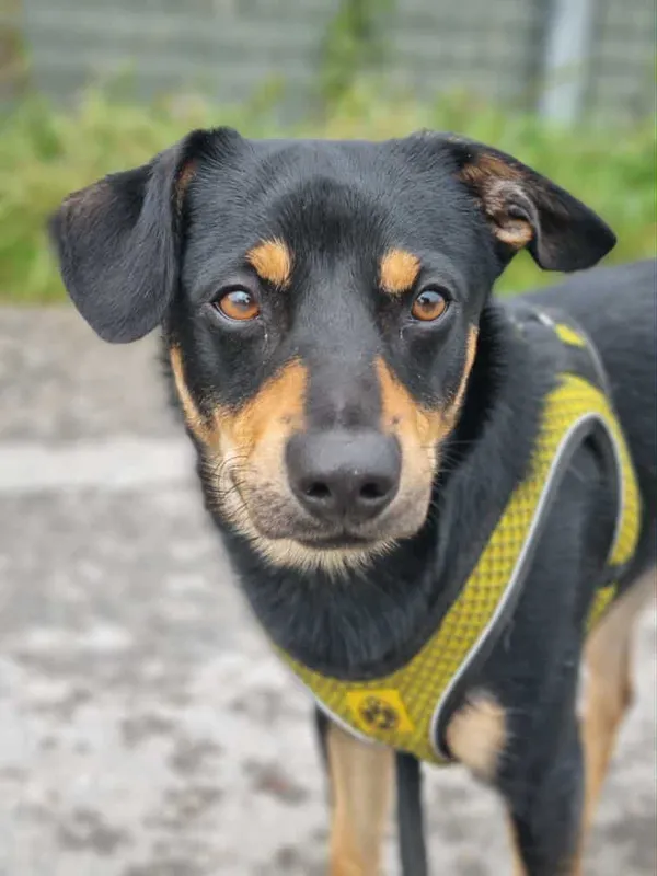 Znaleziono psa, Żywiec, 22 września 2025 (1/5)