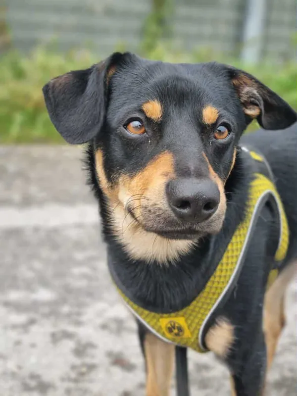 Znaleziono psa, Żywiec, 22 września 2025 (2/5)