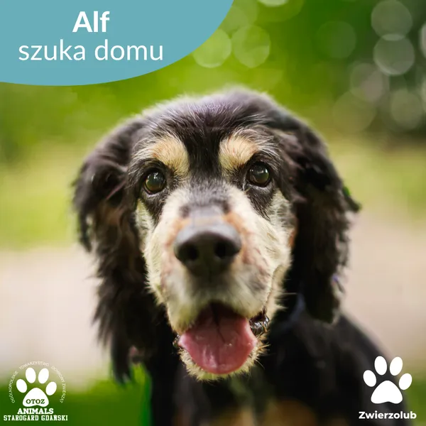 Pies do adopcji, Starogard Gdański, 22 września 2025 (1/4)