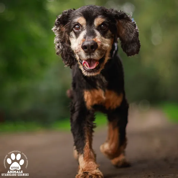 Pies do adopcji, Starogard Gdański, 22 września 2025 (2/4)