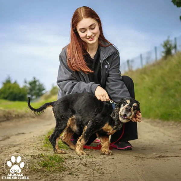 Pies do adopcji, Starogard Gdański, 22 września 2025 (3/4)