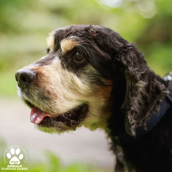 Pies do adopcji, Starogard Gdański, 22 września 2025 (4/4)