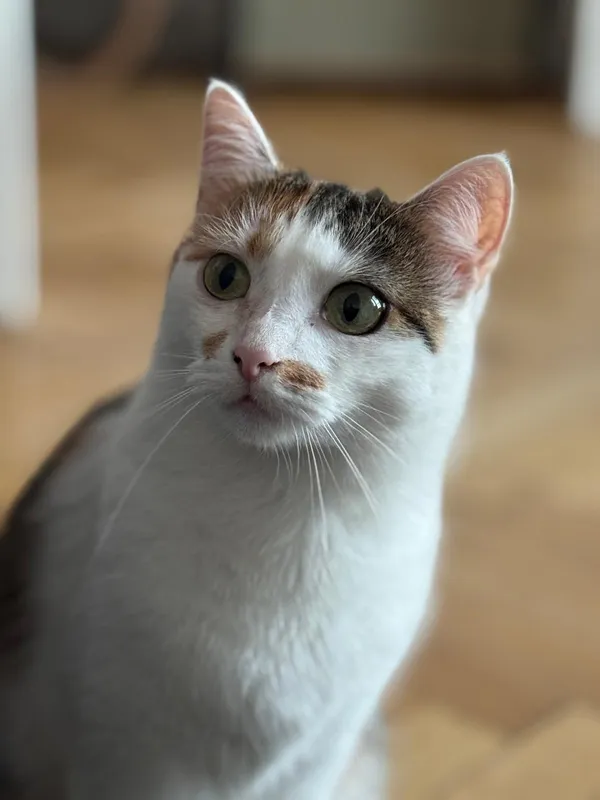 Zaginął kot, Jagodno, 22 września 2025 (1/2)