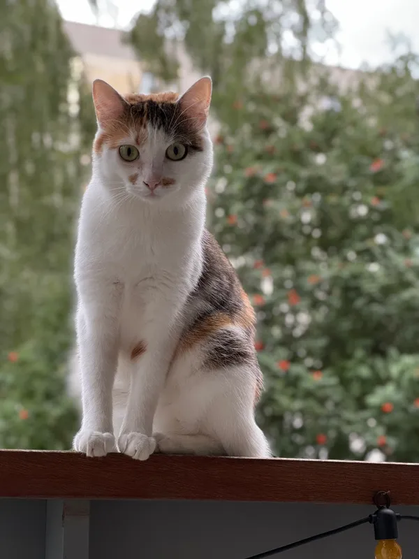 Zaginął kot, Jagodno, 22 września 2025 (2/2)