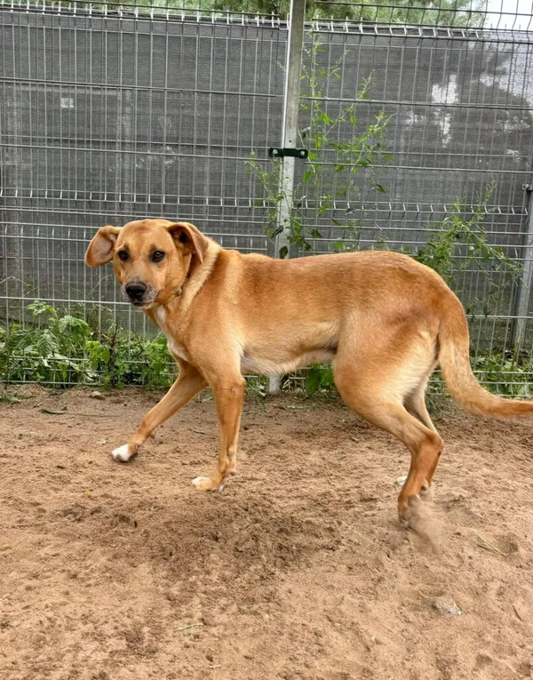 Pies do adopcji, Przyborówko, 22 września 2025 (1/3)