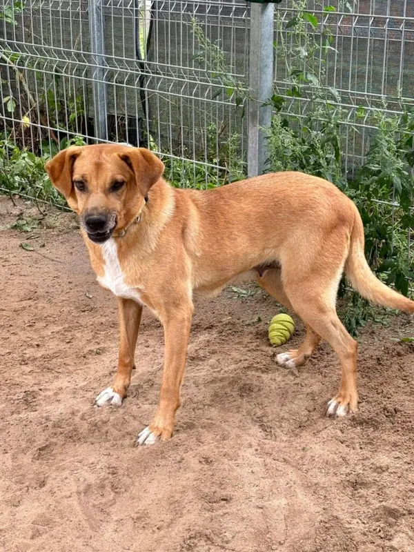 Pies do adopcji, Przyborówko, 22 września 2025 (2/3)