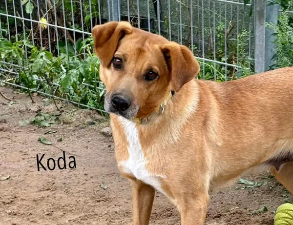 Pies do adopcji, Przyborówko, 22 września 2025 (3/3)