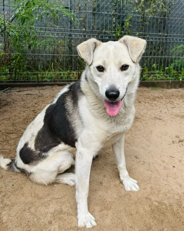 Pies do adopcji, Przyborówko, 22 września 2025 (1/3)