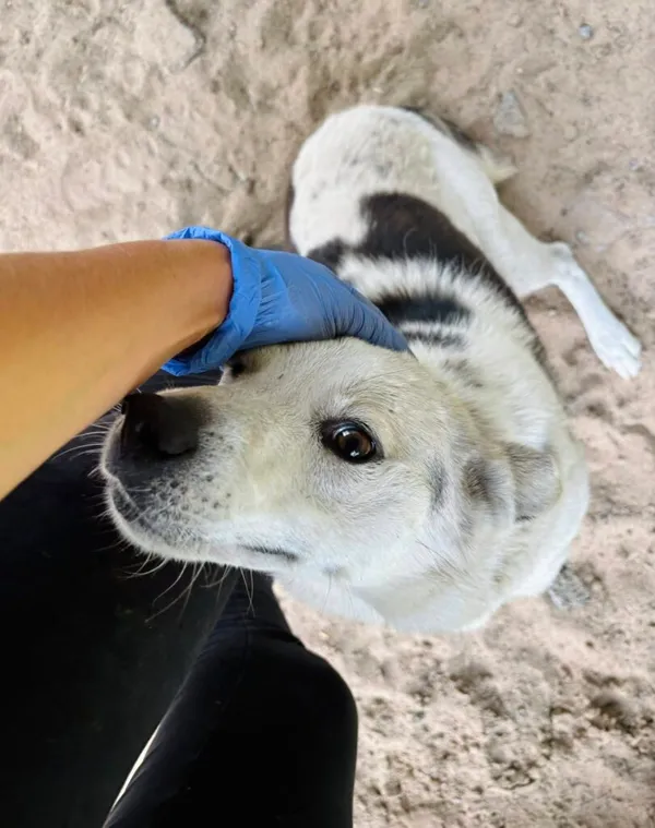 Pies do adopcji, Przyborówko, 22 września 2025 (2/3)