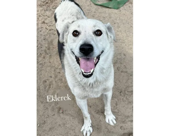 Pies do adopcji, Przyborówko, 22 września 2025 (3/3)