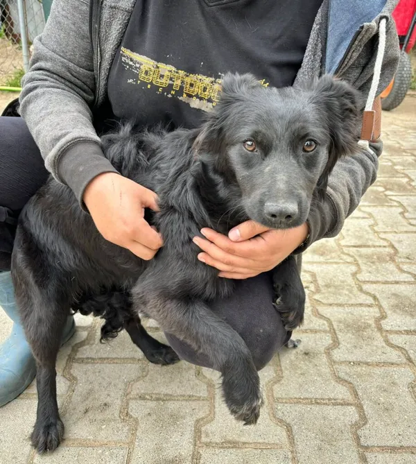 Pies do adopcji, Przyborówko, 22 września 2025 (1/3)