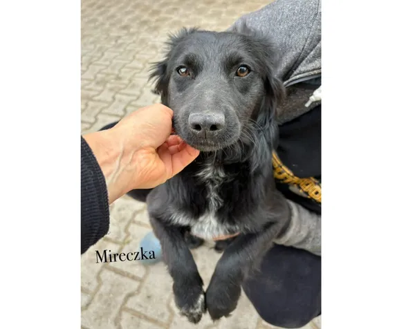 Pies do adopcji, Przyborówko, 22 września 2025 (2/3)