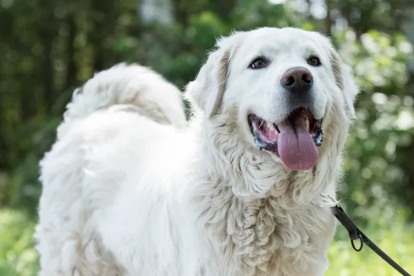 Pies do adopcji, Nowodwór, 7 lipca 2025 (3/5)