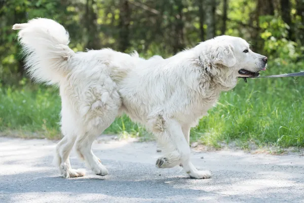 Pies do adopcji, Nowodwór, 7 lipca 2025 (4/5)