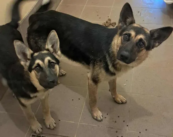 Znaleziono psa, Olsztyn, 19 września 2025