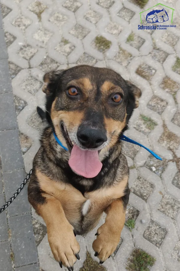Znaleziono psa, Szczecin, 20 września 2025 (1/2)