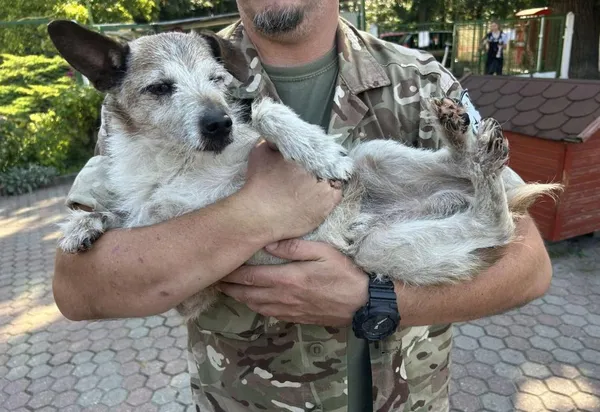 Znaleziono psa, Toruń, 12 września 2025