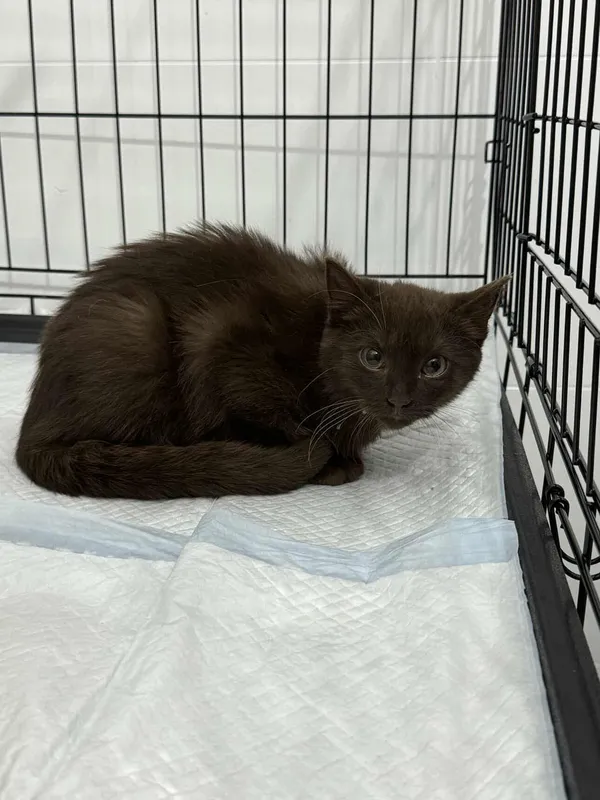 Znaleziono kota, Czartki, 22 września 2025