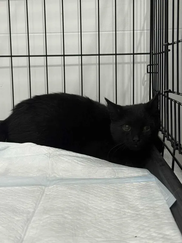 Znaleziono kota, Czartki, 22 września 2025