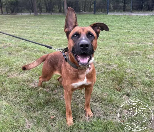 Pies do adopcji, Chełmek, 13 sierpnia 2025