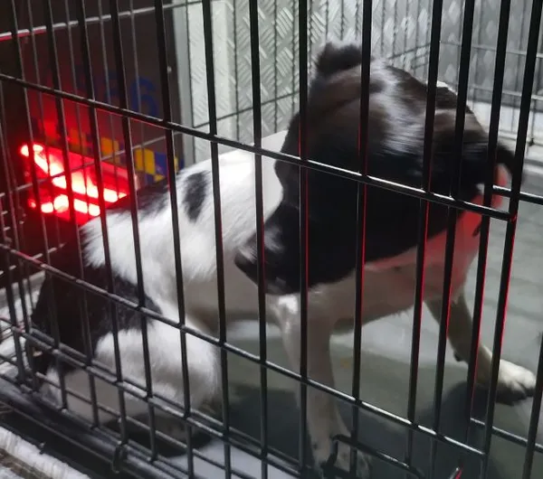 Znaleziono psa, Radom, 21 września 2025