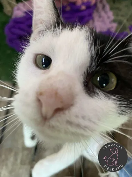 Kot do adopcji, Wolsztyn, 20 września 2025