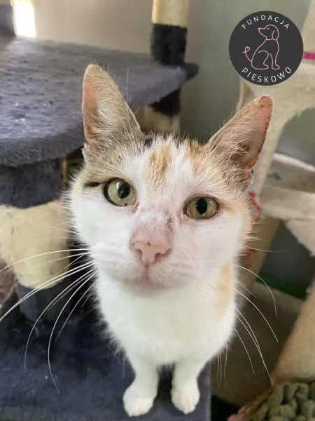 Kot do adopcji, Wolsztyn, 20 września 2025