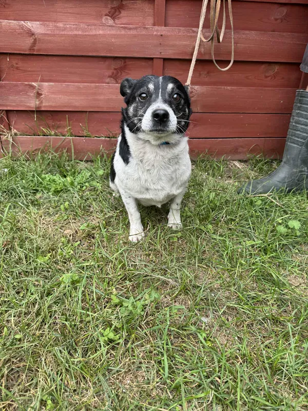 Znaleziono psa, Czartki, 22 września 2025