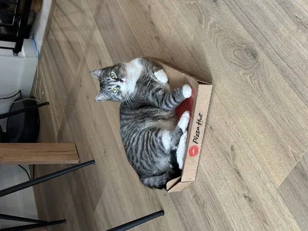 Zaginął kot, Łódź, 22 września 2025