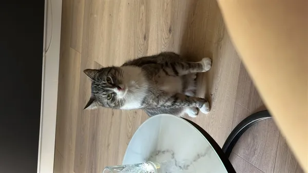 Zaginął kot, Łódź, 22 września 2025