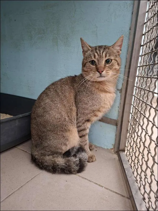 Znaleziono kota, Grudziądz, 23 września 2025