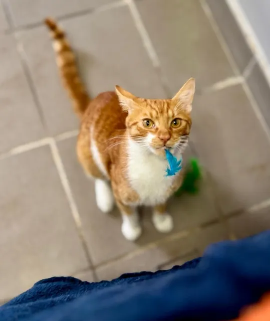 Kot do adopcji, Piła, 24 sierpnia 2025 (3/4)