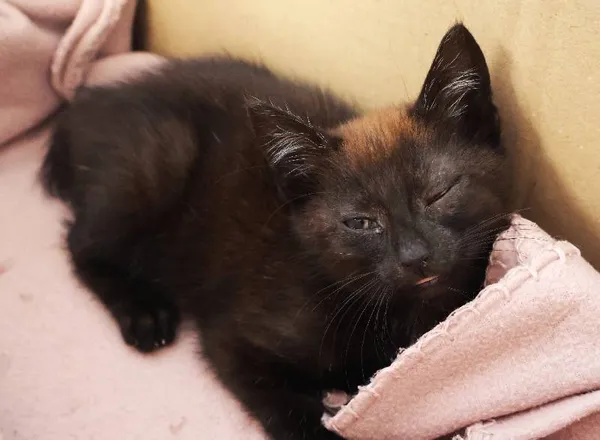 Znaleziono kota, Łódź, 23 września 2025 (1/2)