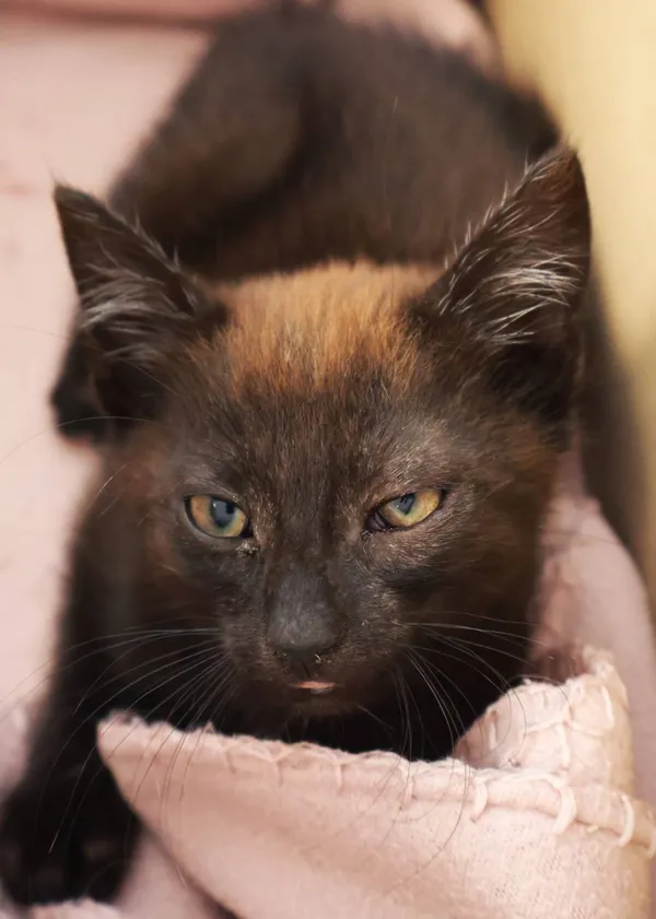 Znaleziono kota, Łódź, 23 września 2025 (2/2)