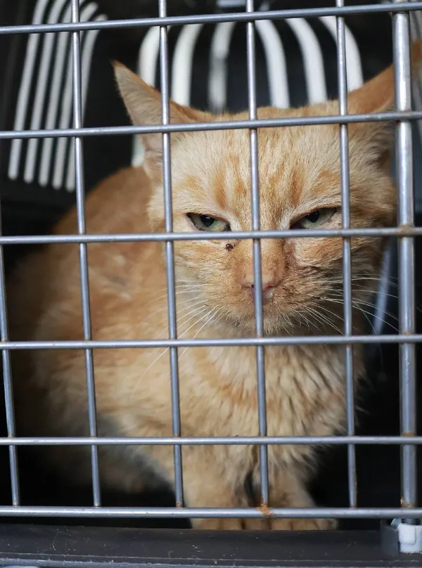 Znaleziono kota, Łódź, 22 września 2025 (1/2)