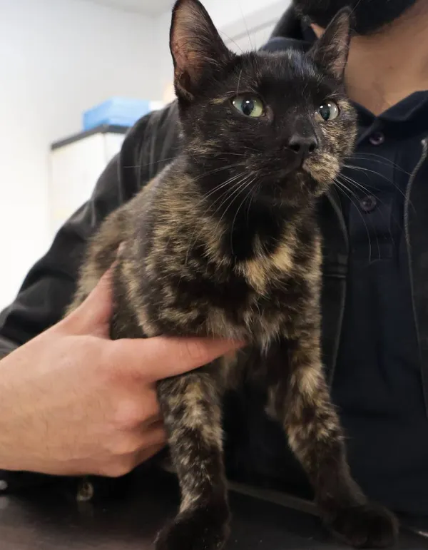 Znaleziono kota, Łódź, 22 września 2025 (2/2)