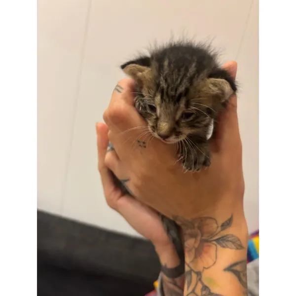 Znaleziono kota, Białystok, 7 września 2025